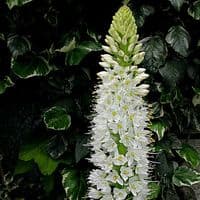 EREMURUS HIMALAICUS FOXTAIL LILY