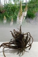 EREMURUS HIMALAICUS FOXTAIL LILY