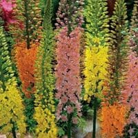 EREMURUS MIXED (STENOPHYLLUS) FOXTAIL LILY