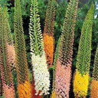 EREMURUS MIXED (STENOPHYLLUS) FOXTAIL LILY