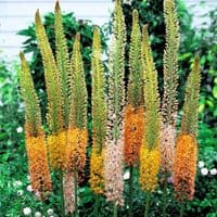 EREMURUS MIXED (STENOPHYLLUS) FOXTAIL LILY