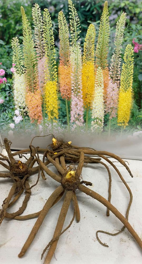 EREMURUS MIXED (STENOPHYLLUS) FOXTAIL LILY