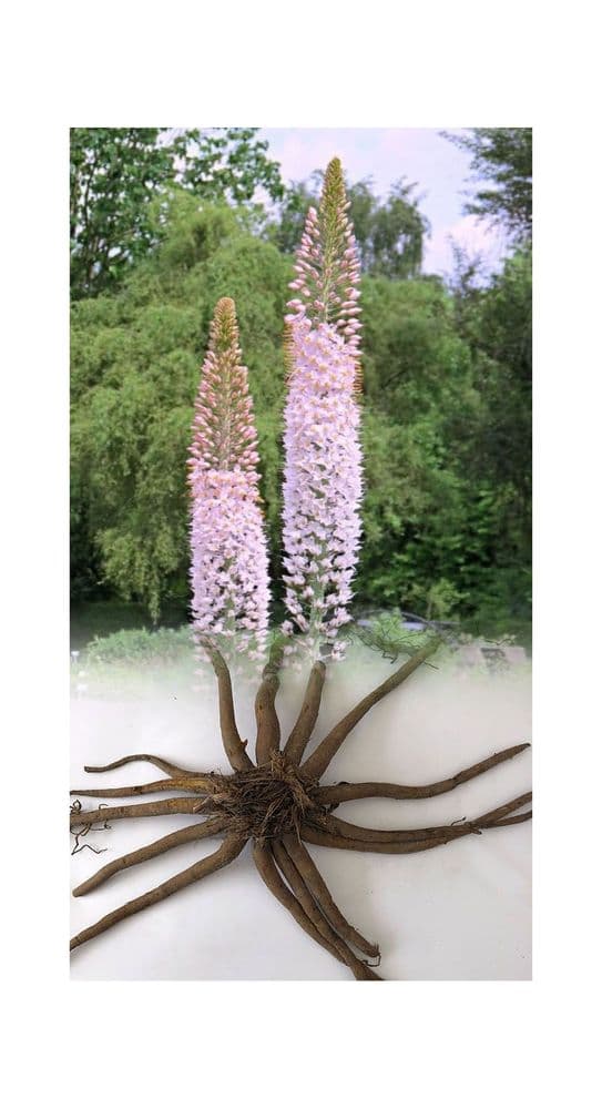 EREMURUS ROBUSTUS FOXTAIL LILY