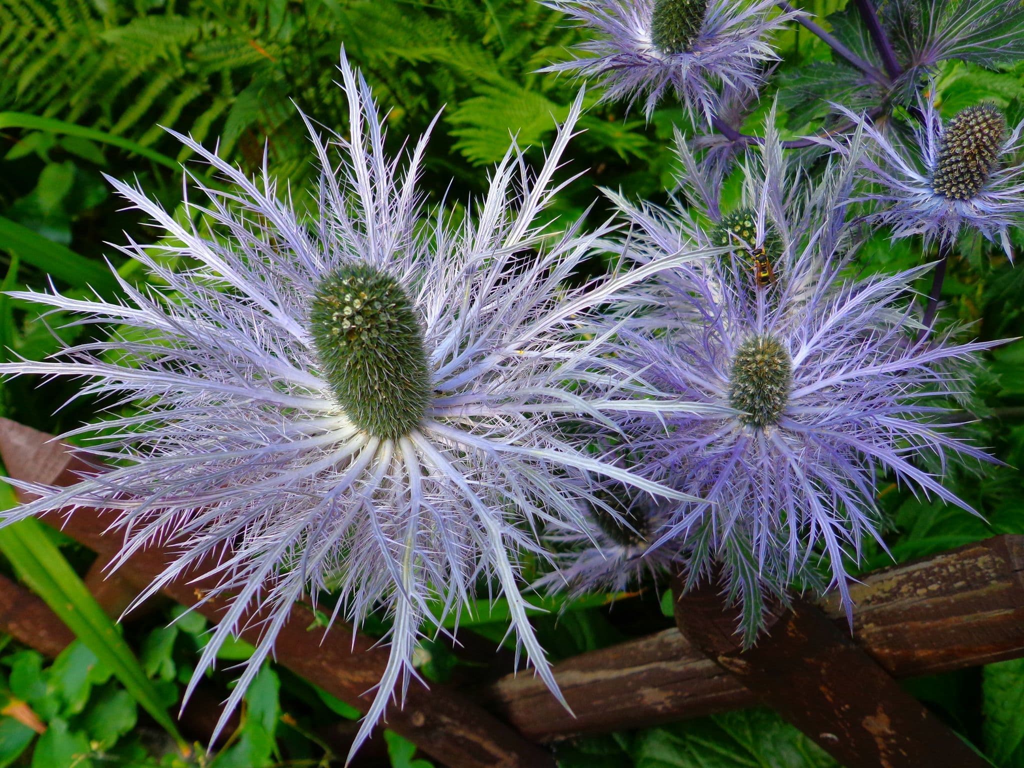 ERYNGIUM BLUE STAR SEA HOLLY