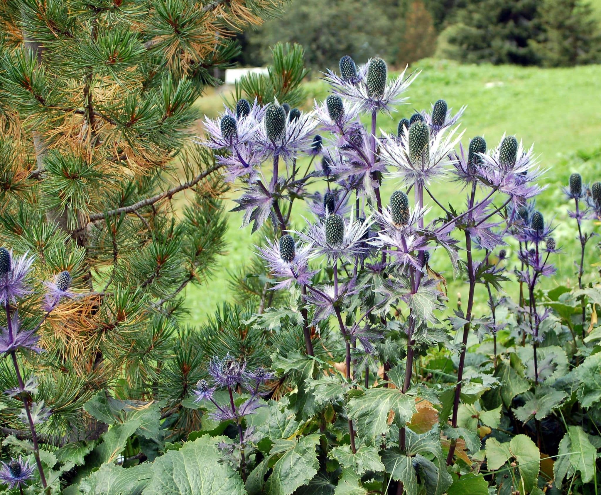 ERYNGIUM BLUE STAR SEA HOLLY