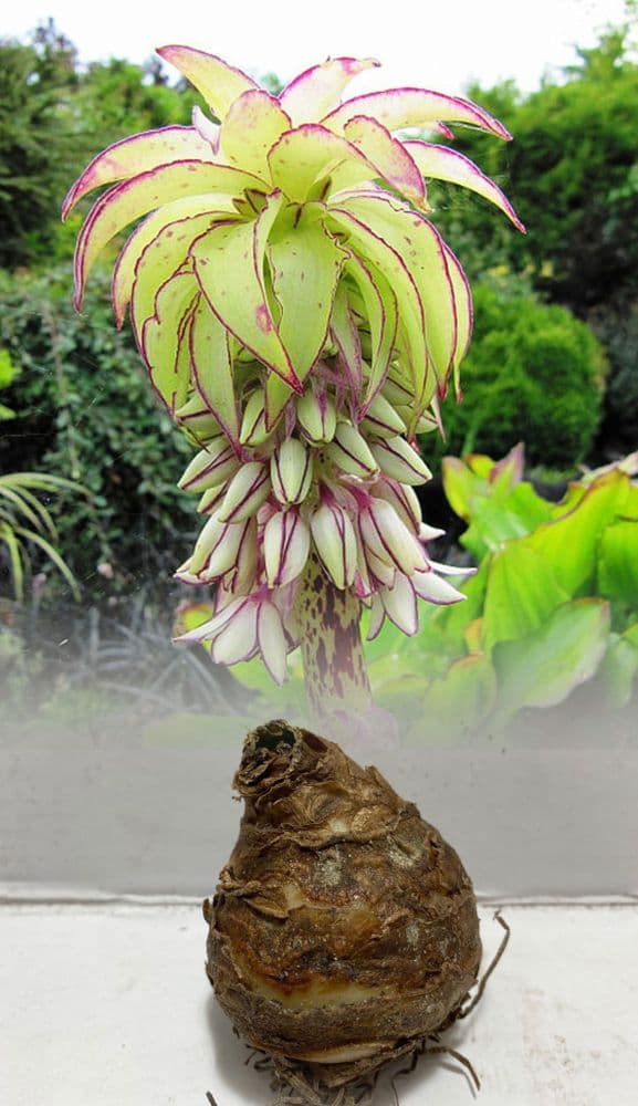 Eucomis Bi-Colour (Pineapple Lily)