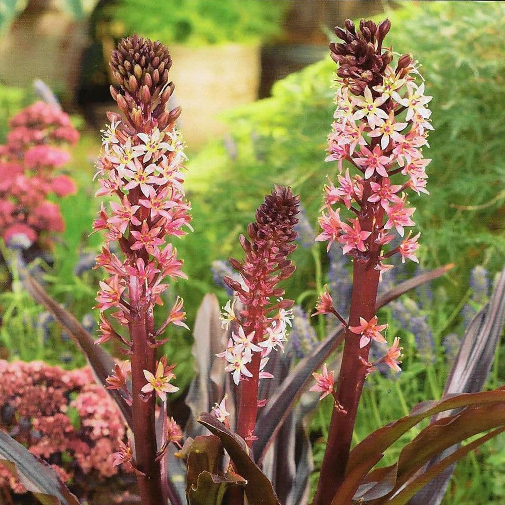 EUCOMIS COMOSA (Pineapple Lily)