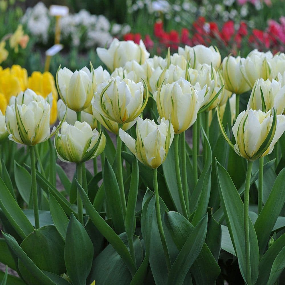 EXOTIC EMPEROR TULIPA FOSTERIANA