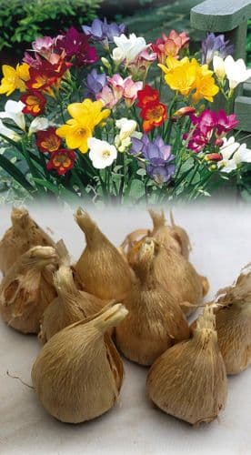 EXTRA LARGE bulbs SINGLE FREESIA RAINBOW MIXTURE