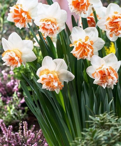 EXTRAVAGANZA DOUBLE NARCISSI