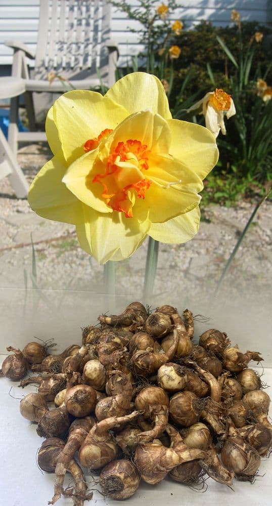 FASHION DOUBLE NARCISSI