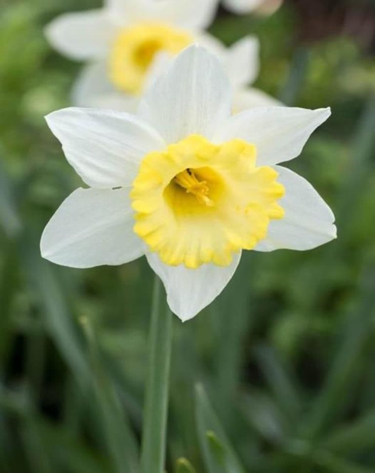 FINLAND LARGE CUPPED DAFFODIL