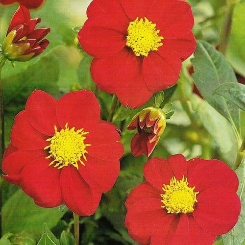 FIREBIRD MIGNON TYPE DAHLIA