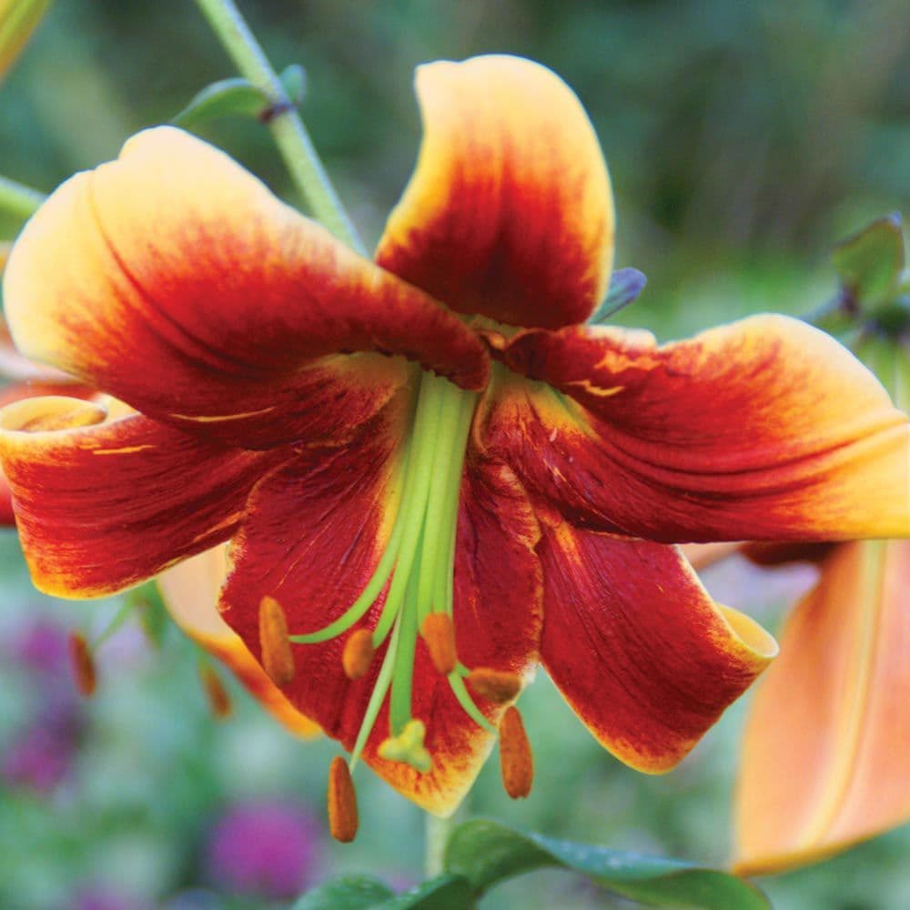 FRAULEIN CORNELIA ORIENTAL TRUMPET LILY (TREE LIKE LILY)