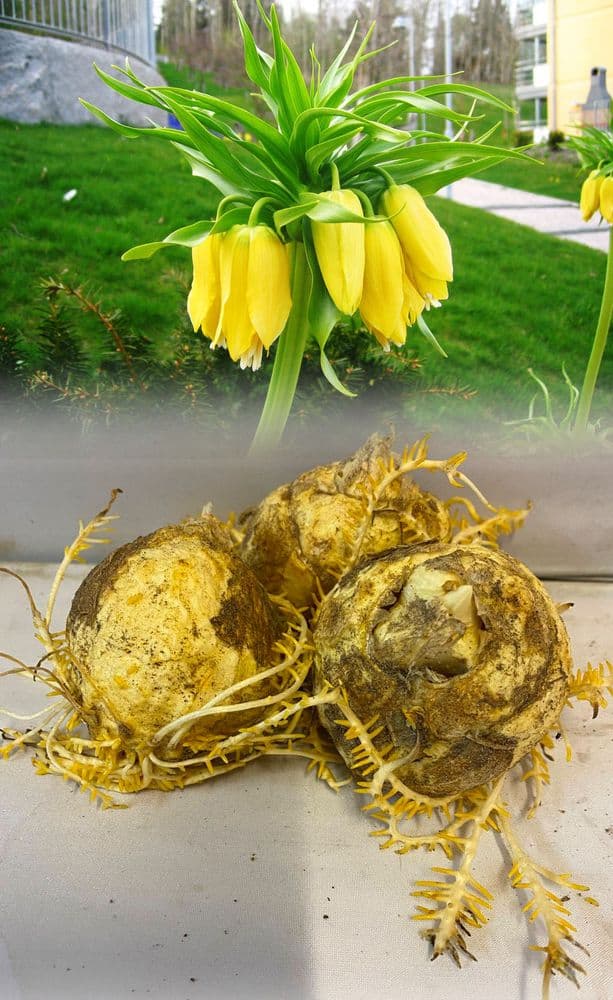FRITILLARIA LUTEA (Crown Imperial) Bulbs