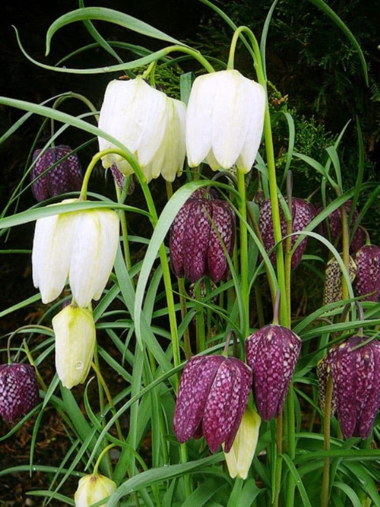 FRITILLARIA MELEAGRIS (SNAKESHEAD LILY)