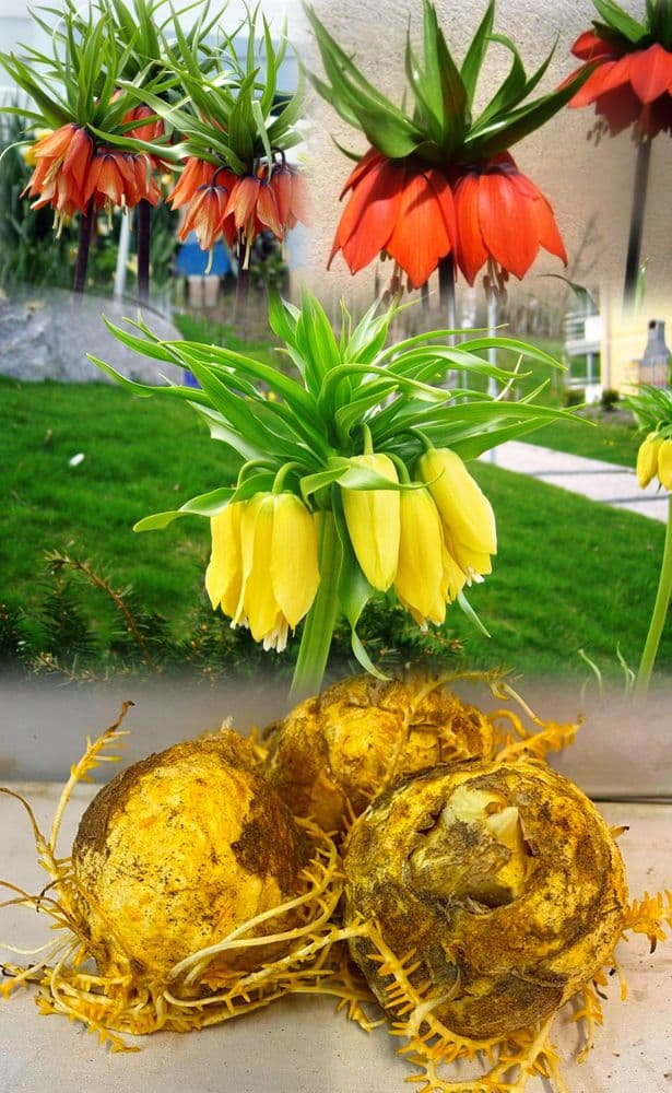 FRITILLARIA MIXED ( 1 RED, 1YELLOW, 1 ORANGE ) (Crown Imperial) Bulbs