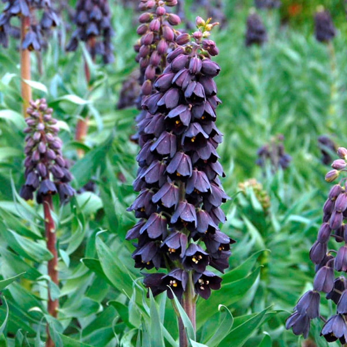 Fritillaire persica