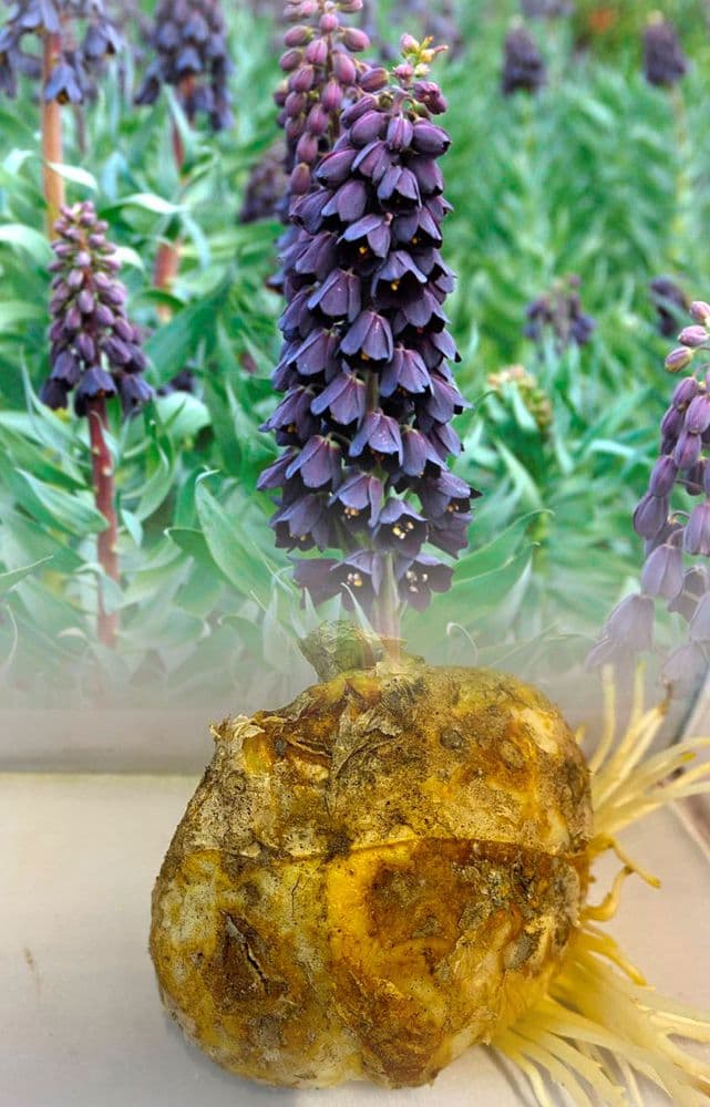 FRITILLARIA PERSICA ADIYAMAN