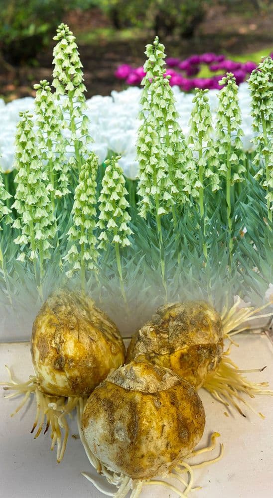 FRITILLARIA PERSICA ALBA ADIYAMAN BULBS