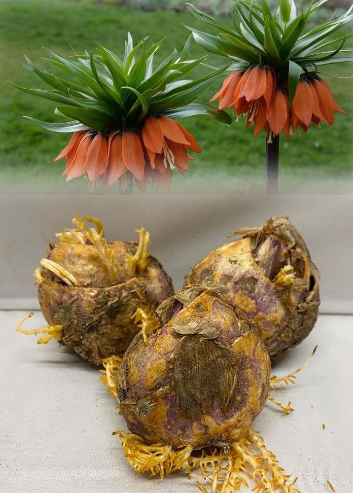 FRITILLARIA RUBRA MAXIMA (Crown Imperial) Bulbs