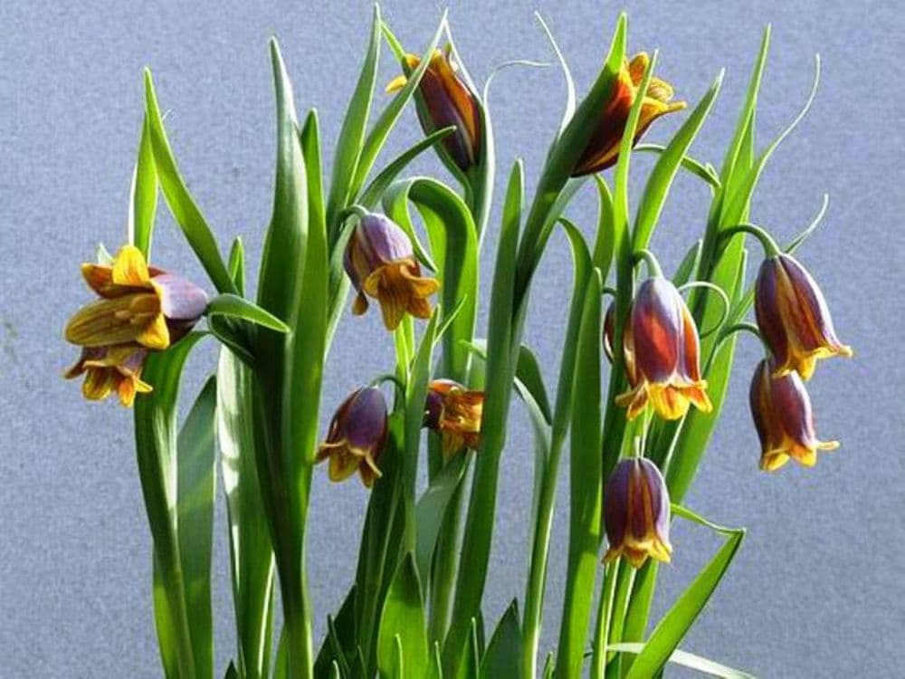 FRITILLARIA UVA-VULPIS (FOX’S GRAPE)