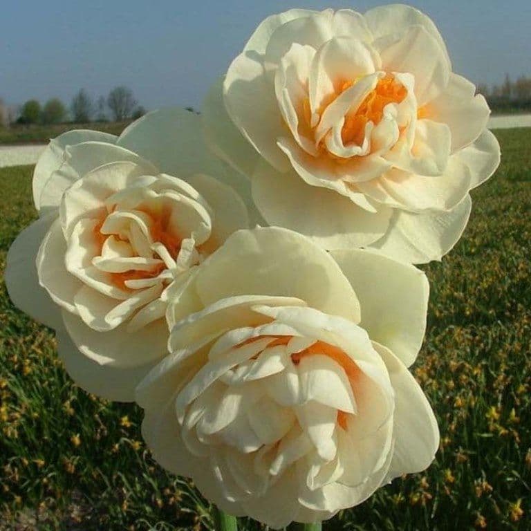 GAY TIME DOUBLE NARCISSI