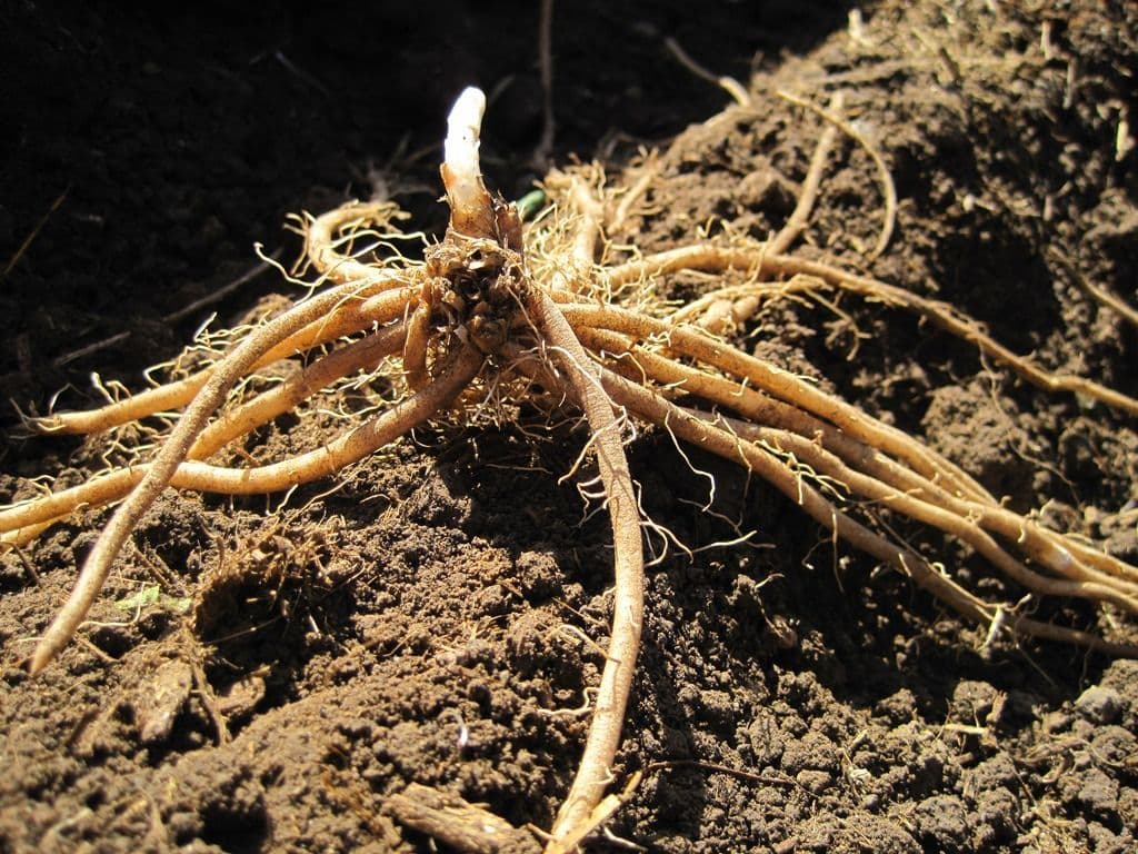 GIJNLIM ASPARAGUS CROWNS
