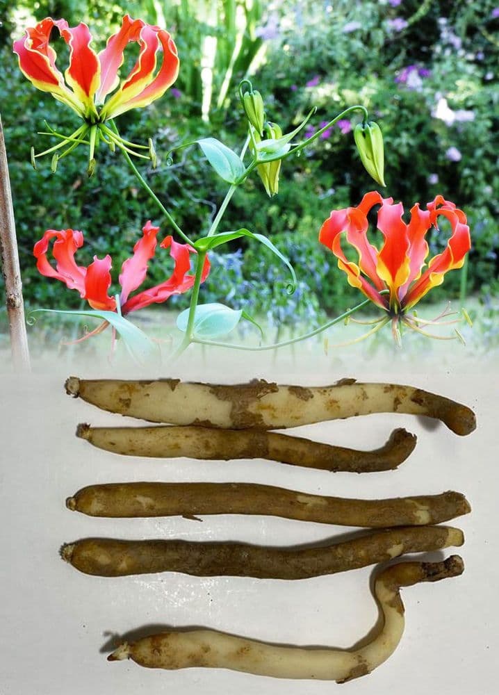 GLORIOSA (SUPERBA) ROTHSCHILDANA FLAME LILY (CLIMBING LILIUM)