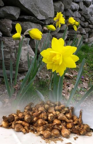 GOLDEN DUCAT DOUBLE NARCISSI