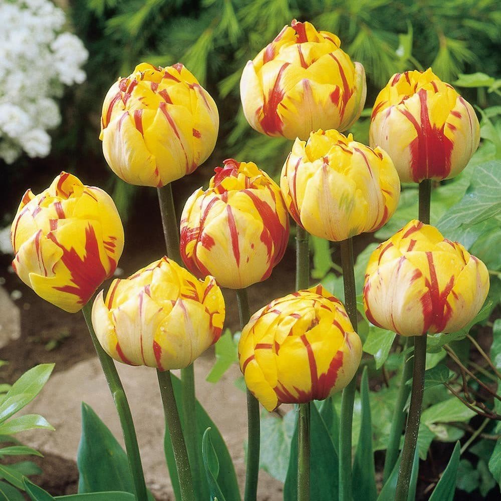 GOLDEN NIZZA DOUBLE LATE (PAEONY FLOWERED) TULIPS