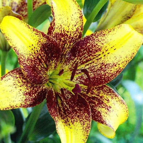 GOLDEN STONE LONGIFLORUM ASIATIC LILY