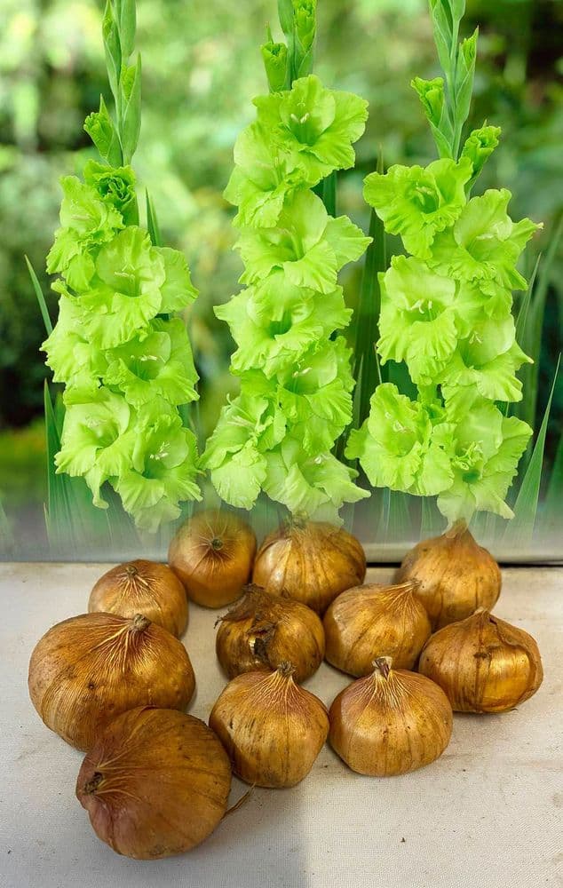 GREEN STAR GLADIOLI LARGE FLOWERED