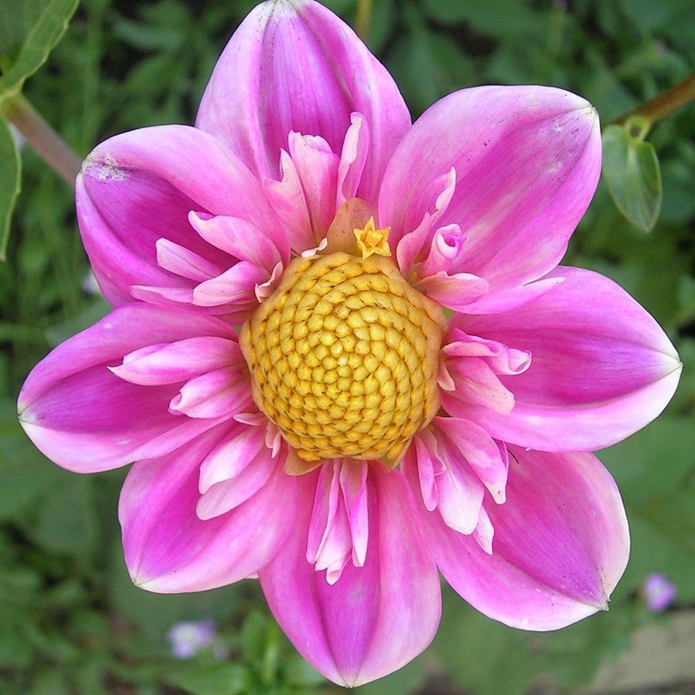 HARTENAAS DAHLIA