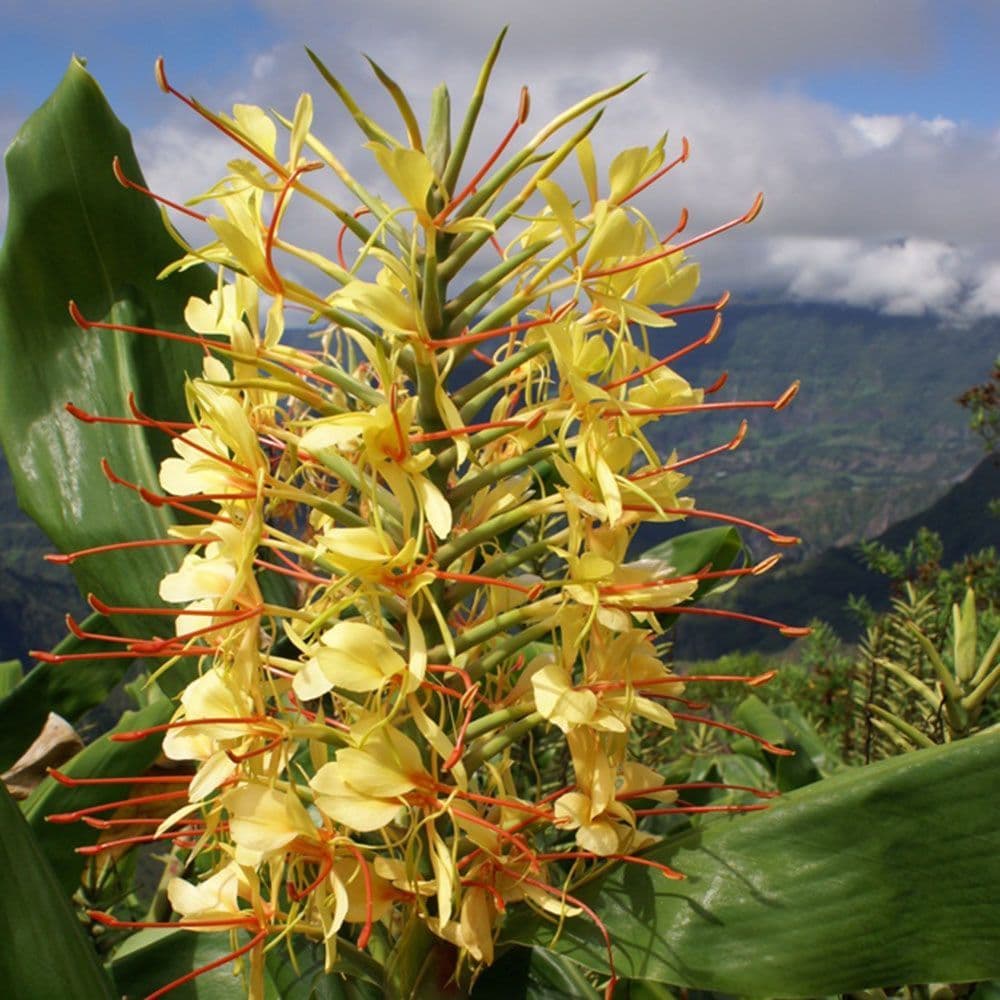 HEDYCHIUM GARDNERIANUM KAHILI GINGER LILY