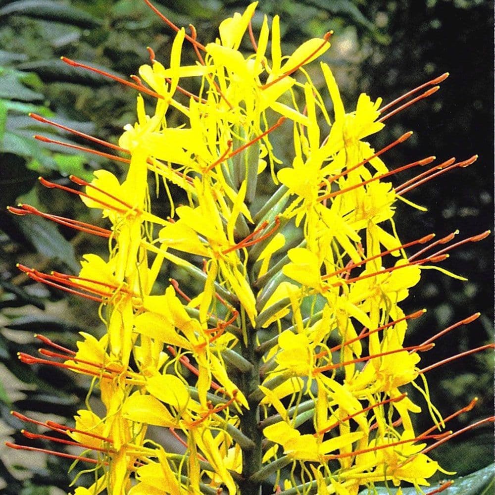 HEDYCHIUM GARDNERIANUM KAHILI GINGER LILY