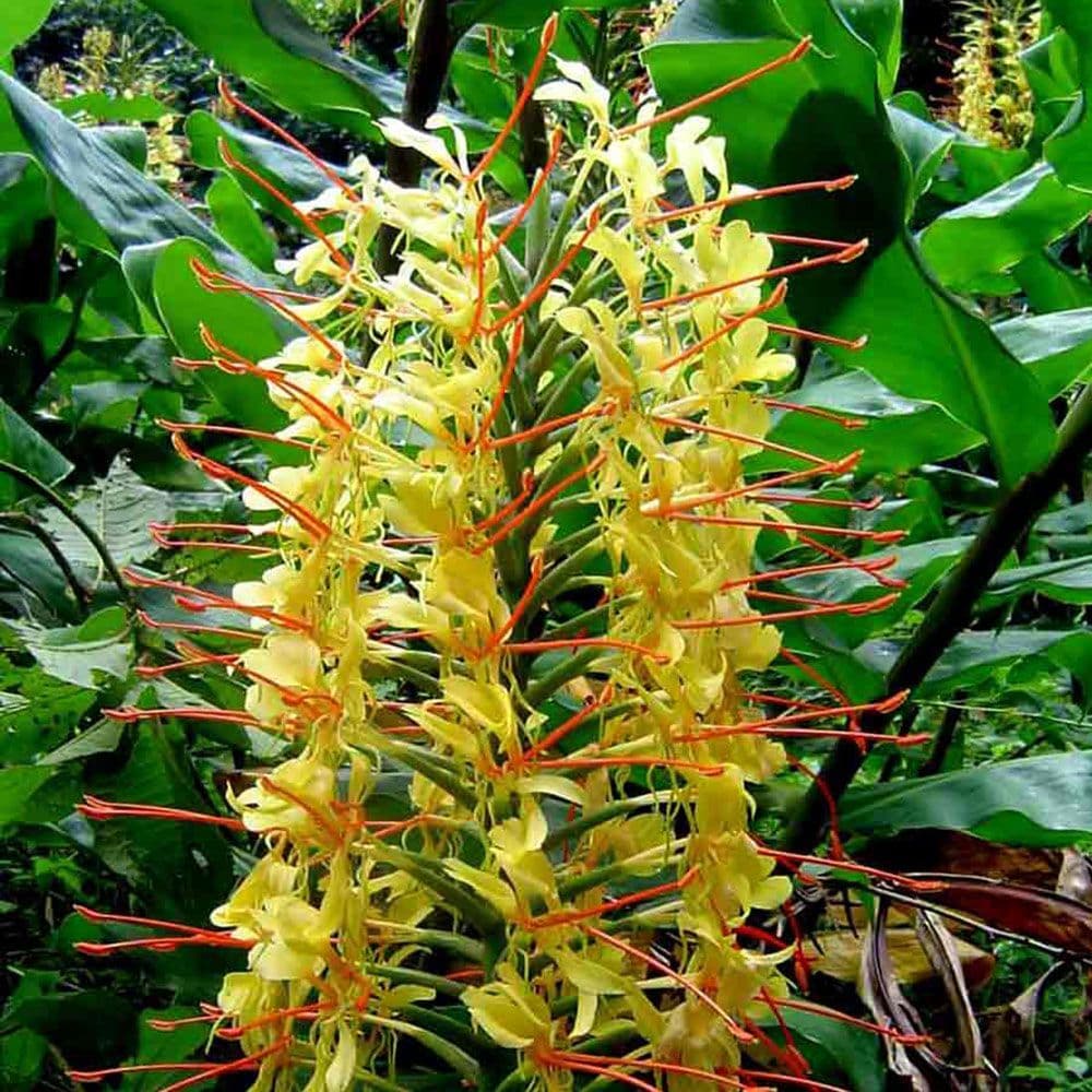 HEDYCHIUM GARDNERIANUM KAHILI GINGER LILY