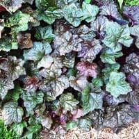 HEUCHERA PALACE PURPLE