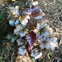 HEUCHERA PALACE PURPLE