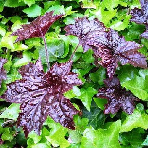 HEUCHERA PALACE PURPLE