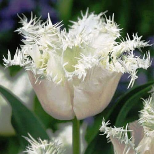 HONEYMOON FRINGED (CRISPA) TULIP