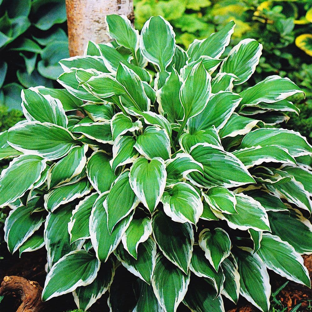 HOSTA ALBOMARGINATA PLANTAIN LILY
