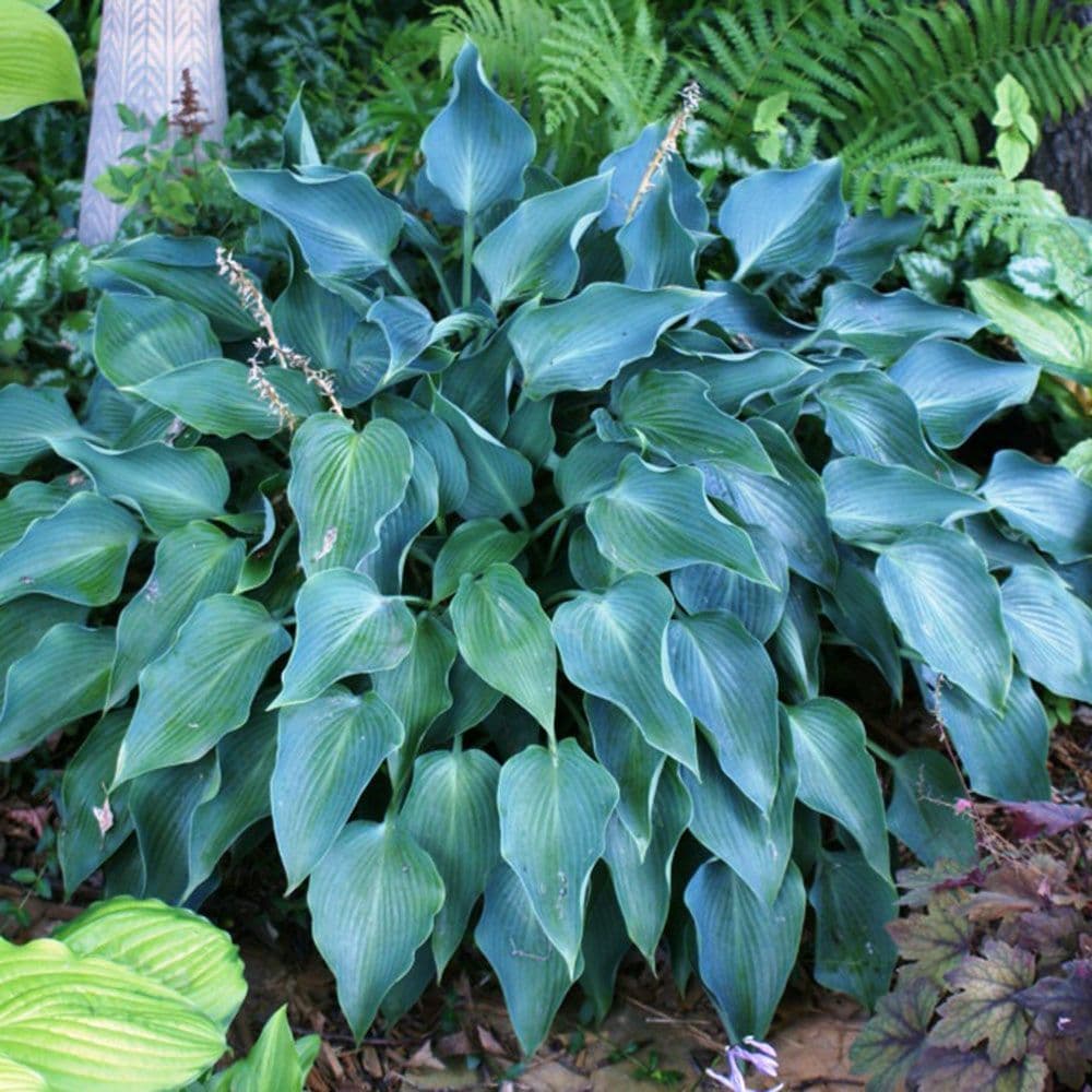 HOSTA BLUE ANGEL PLANTAIN LILY