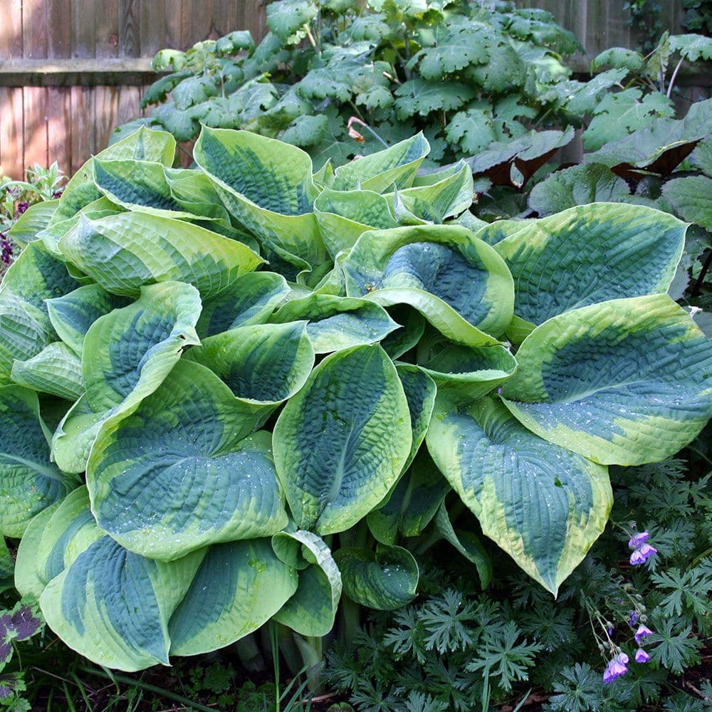 HOSTA FRANCES WILLIAMS PLANTAIN LILY