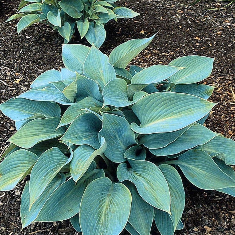 HOSTA HALCYON PLANTAIN LILY