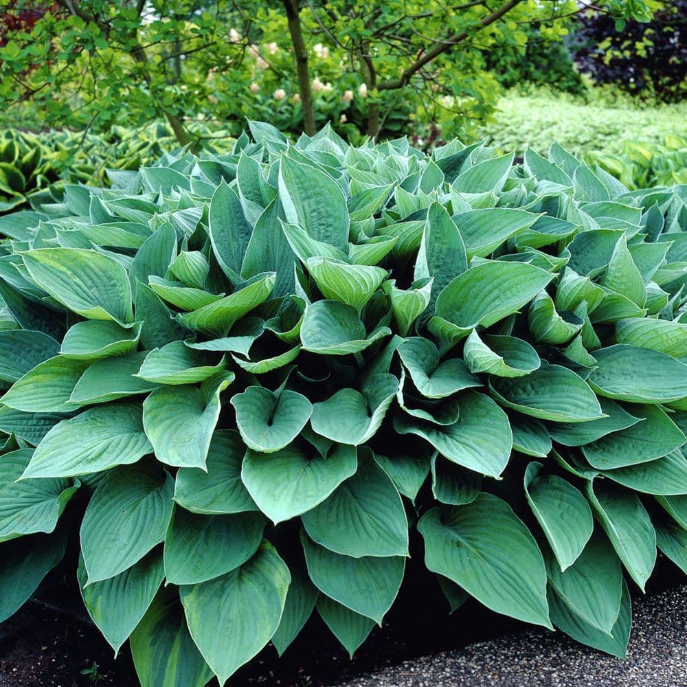 HOSTA HYACINTHINA PLANTAIN LILY