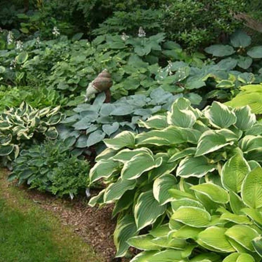 HOSTA MIXED PLANTAIN LILY