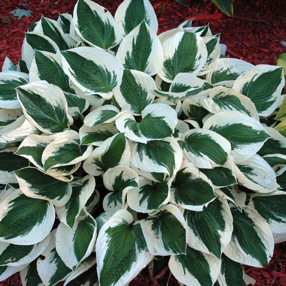 hosta-patriot-plantain-lily