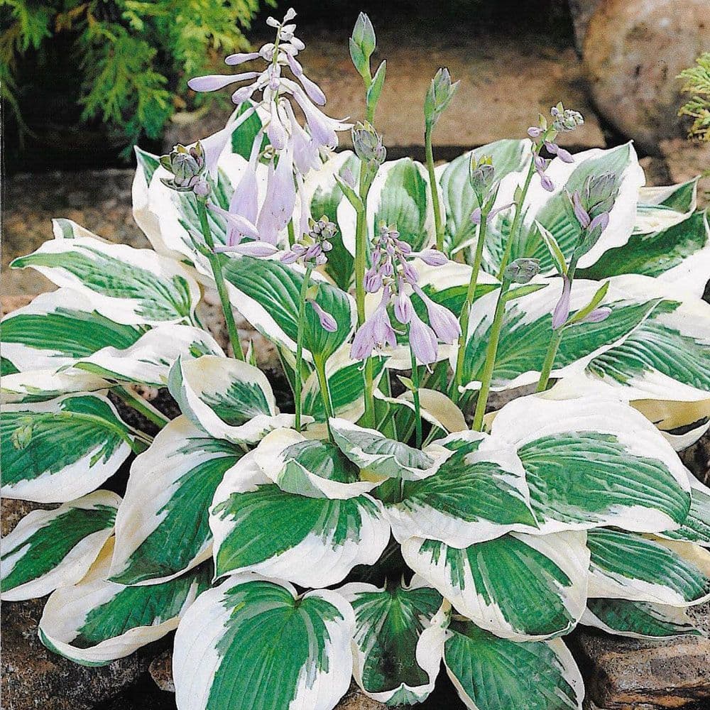 HOSTA PATRIOT PLANTAIN LILY