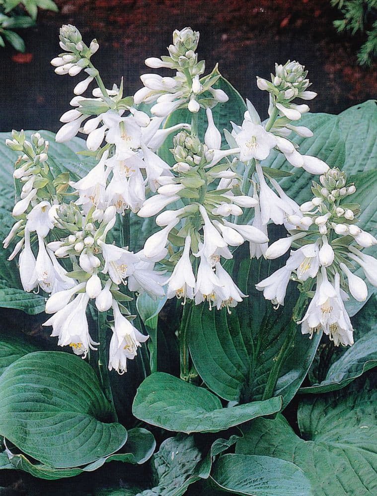 HOSTA SIEBOLDIANA ELEGANS PLANTAIN LILY